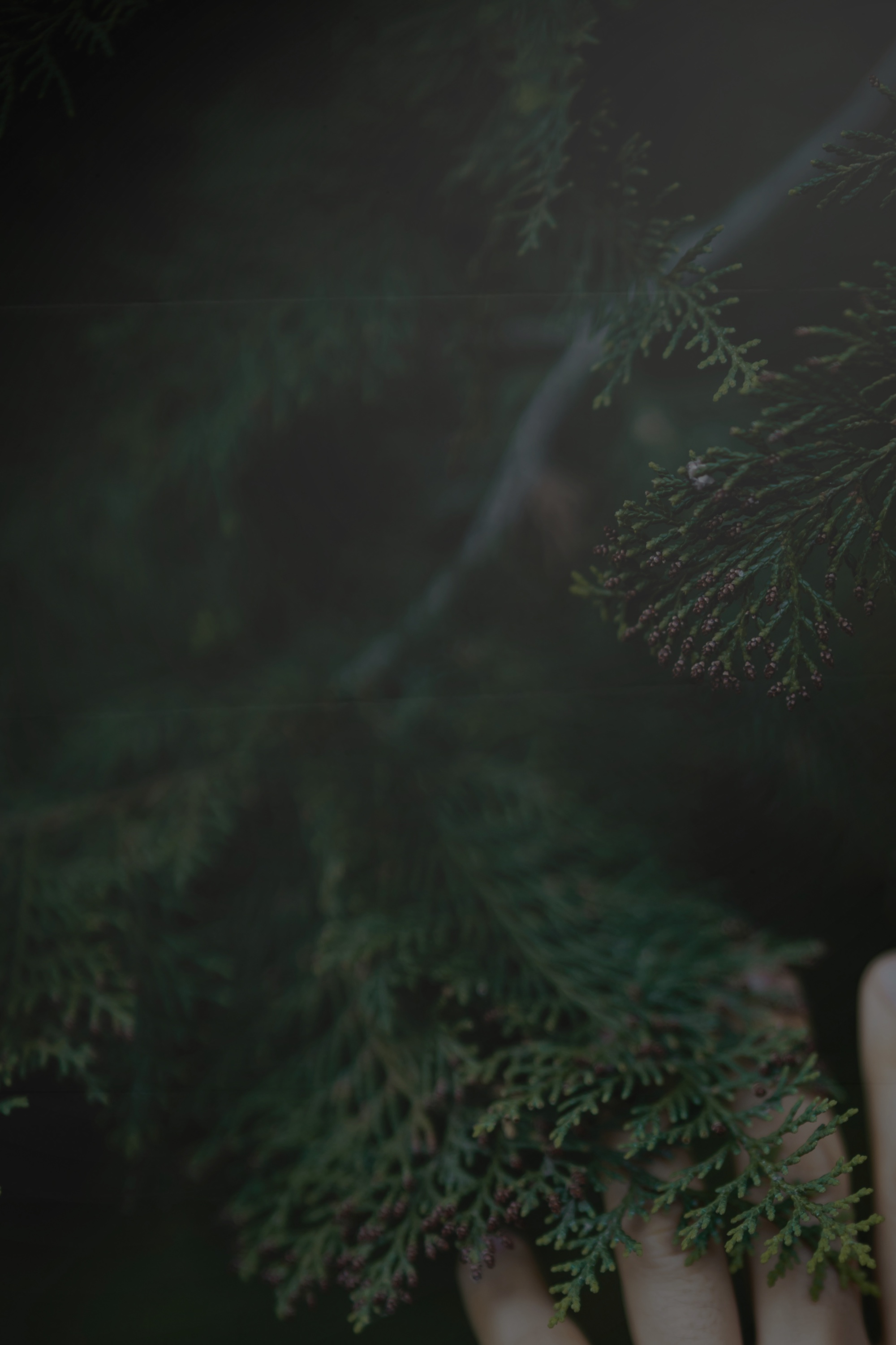 Des doigts touchant une branche de sapin